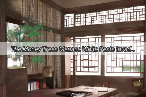 The Money Trees Menace White Pests Invade Your LuckBringing Boughs